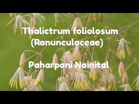Thalictrum foliolosum