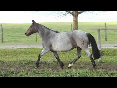 Lote 16   HARMONIA 281 DA VENDRAMIN