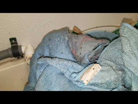 Dirty Rags Full of Fruit Flies in Holmdel, NJ