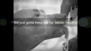 Sisters Pebbles &amp; Sandy promote a healthy lifestyle for pets | Pitbulls &amp; Peanut Butter