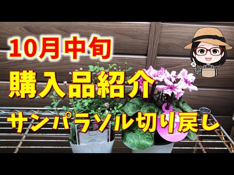 園芸 アミメアヤメ