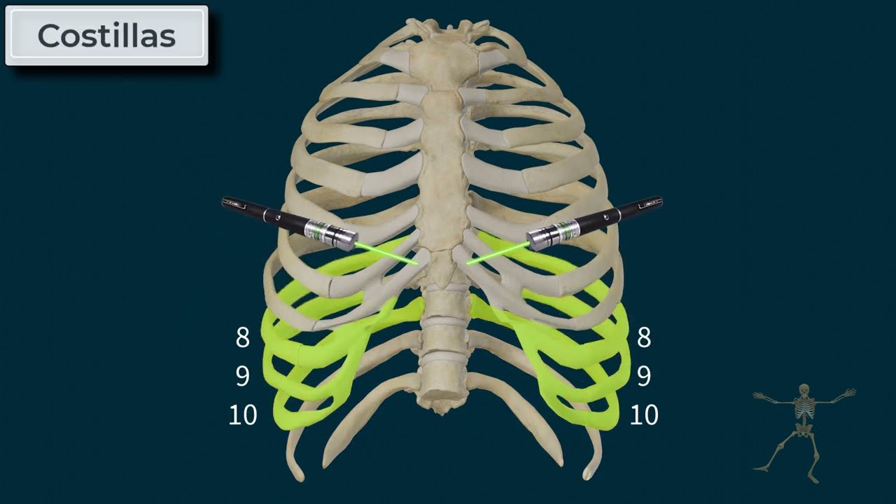 Tórax | Caja Torácica