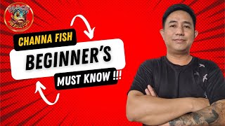 Download lagu 8 Cara Panduan Pemula untuk Memelihara Ikan Channa mp3