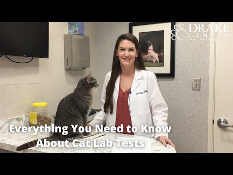 Everything You Need to Know About Cat Lab Tests
