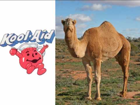 Video thumbnail for Drink Kool-Aid in Camel Piss