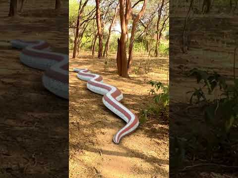 Anaconda Snake Attack 3 P6 #shorts #snake #python #snakes #nagin #anaconda #bigsnake #anacondasnake