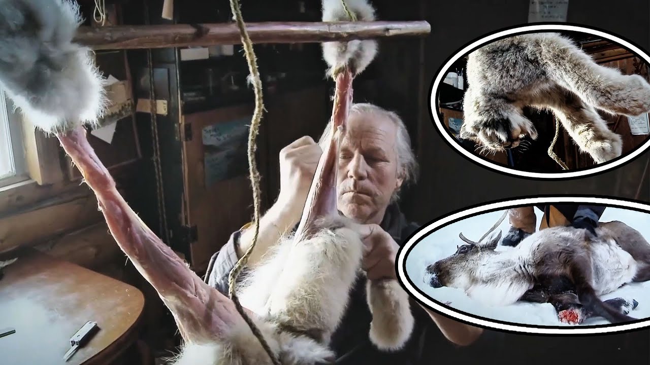 Arctic hunters take pride in capturing large game such as lynx,wolverines,black bears, and reindeer.