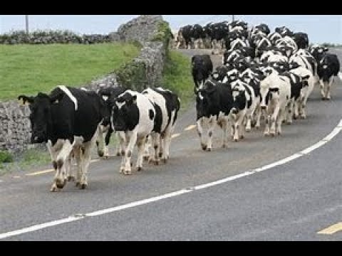 download lagu mp3 mp4 Until The Cows Come Home Saying, download lagu Until The Cows Come Home Saying gratis, unduh video klip Until The Cows Come Home Saying