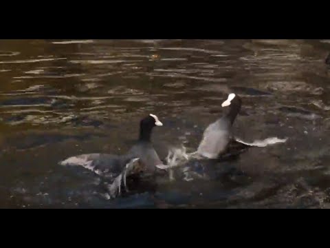 Two ducks take center stage for a dramatic fight at the Museon-Omniversum in The Hague, Netherlands!