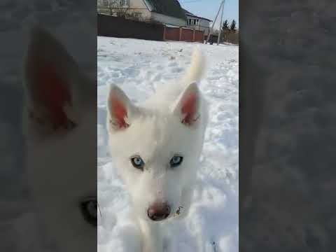 Siberian Husky puppy for sale