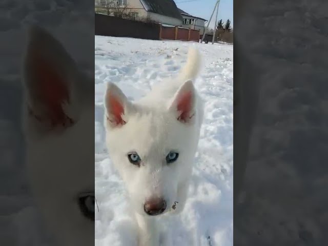 Husky Siberiano cachorro