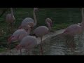 A Flamingo Exhibit In A Safari Park Setting