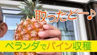 【沖縄ライフ】ベランダのパイナップルを収穫したよ♪