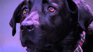 Smokey The Dog on NBC's Chicago Fire