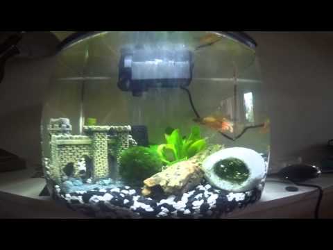 Orange Crowntail Male Betta fish unboxing and tank set up.