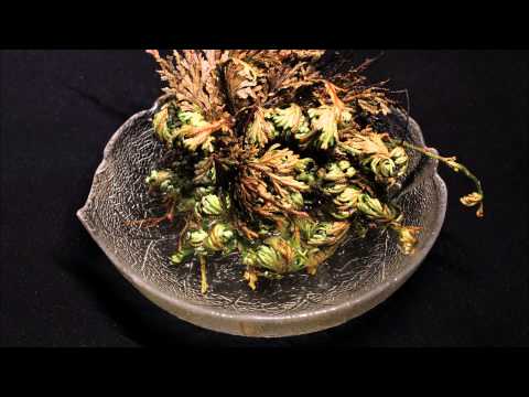 Rose of Jericho - Timelapse HD