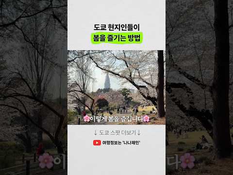 도쿄 신주교에서 벚꽃 피크닉 즐기기: 현지인의 하루