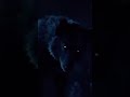 #shorts black Wolf #blackwolf#movie #edits #walpapper #fyr #animals