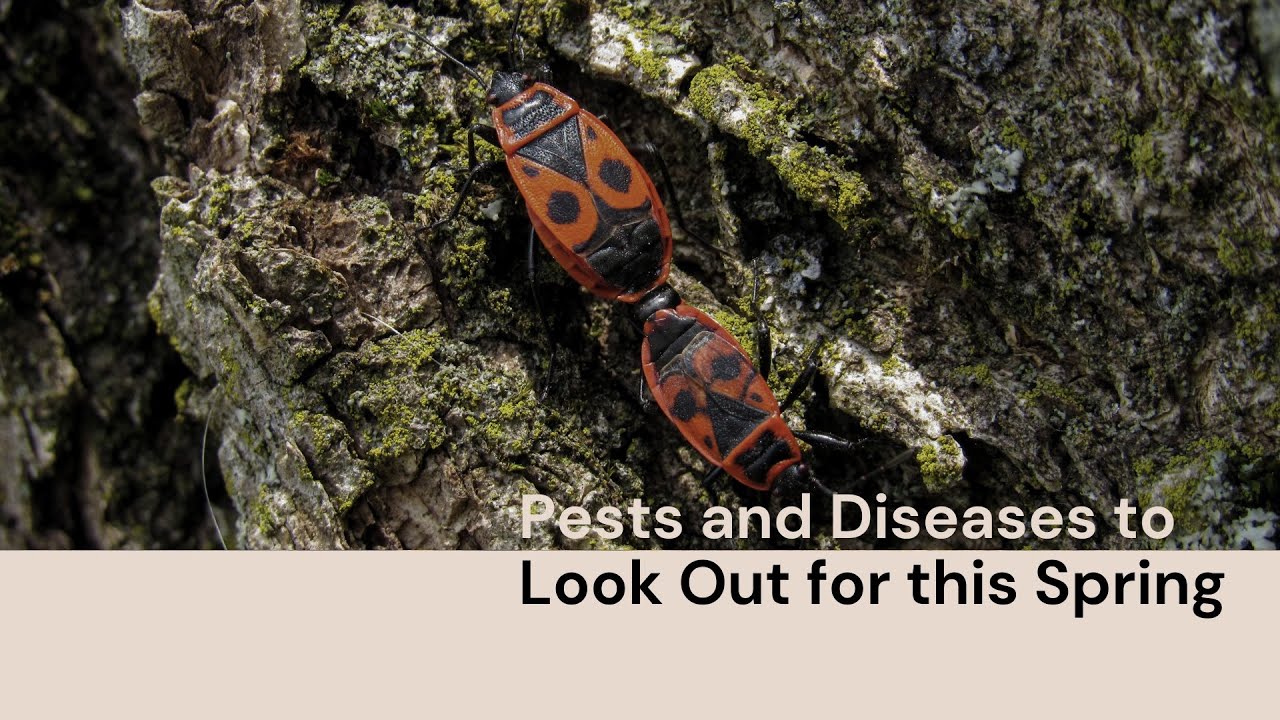 Seasonal Pests and Diseases 🐞 A Spring Guide for Tree Owners (Tree Evaluation)