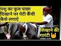 पशु को पेटी लगाने का कामयाब देसी फार्म
