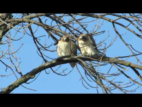 Pair of Red-Tailed Hawks side by side