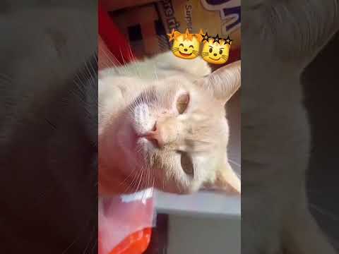 videito de mis gatitos #music