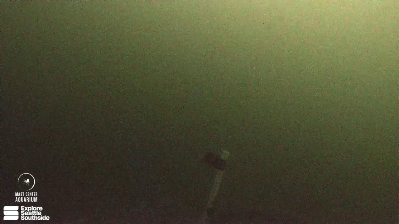 Live webcam view of Puget Sound submarino en Redondo Beach