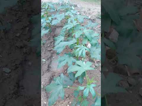 #piyumi #nature #love #lovenaturally