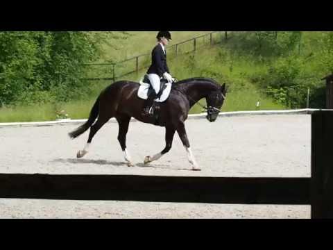 Dark Chocolate Dressurpferde A Plaziert Springe Team-Baron