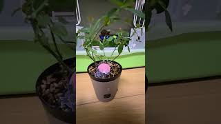 【Vlog】『サトシズムの日常』バラの植え替えやってみた🌹「奇跡のバラは二度咲く」Day4 レポート📹