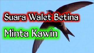 Download lagu Suara Walet Betina Minta Kawin | Rekaman Suara Walet Asli mp3