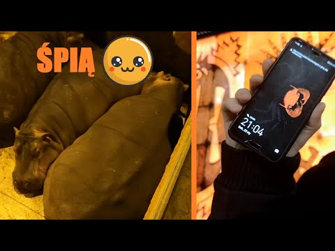 NOC w Afrykarium. Wrocławskie Zoo po zamknięciu