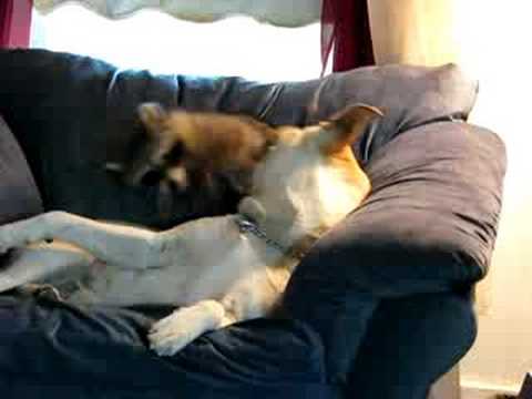Un combate divertido entre un perro y un mapache