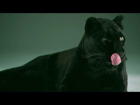 Thracian - Neva Know (Official Video 2018)