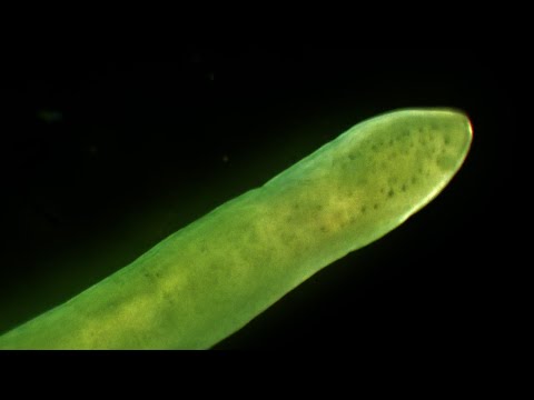 Vídeo de Zygonemertes virescens. <em>&copy Marcos Fernández Iglesias &dagger;