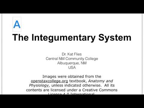 05A Integumentary System Intro