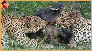 60 Merciless Moments When Big Cats Attack Warthogs