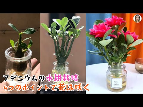 園芸 砂漠の賢者