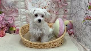 マルチーズの動画02