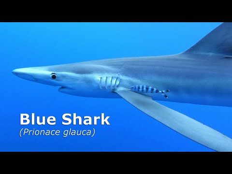 Blue Shark - Azores, Portugal