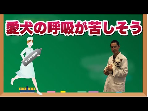 犬が呼吸困難になったらどうすればいいですか?