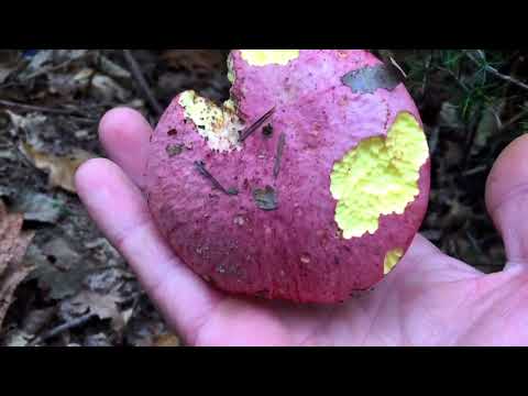 Butyriboletus regius- Kraljevski vrganj- Royal Bolete- Königsröhrling