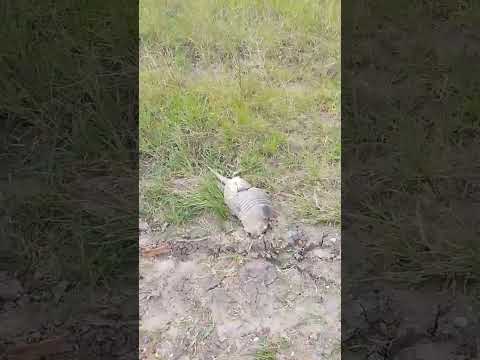 En Ubajay compré más Víveres y seguimos