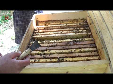 Взяток и развитие рядом ходят рядом на апиулье