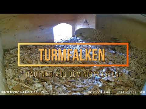 Turmfalken Beilngries - Trailer