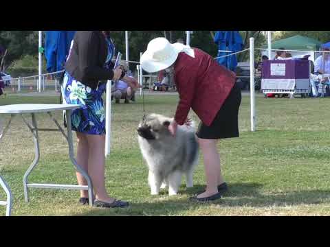 27 July 2019 LKA Champ Show 1