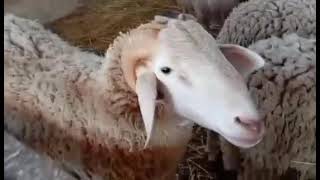 لحظات مع الحيوانات Momentos com animais