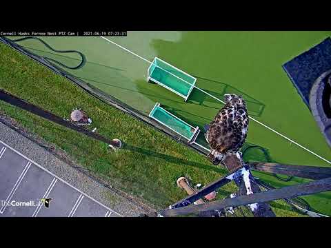 K3 Flirts With Fledging On Ledge Of #CornellHawks Nesting Platform – June 19, 2021