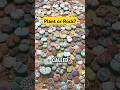 Living Rocks! Lithops: The Plant That Looks Like Rocks! 🗿
