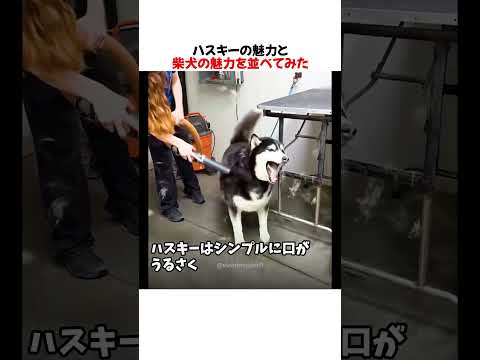 ハスキーと柴犬の魅力を並べてみた結果ｗｗｗｗｗ